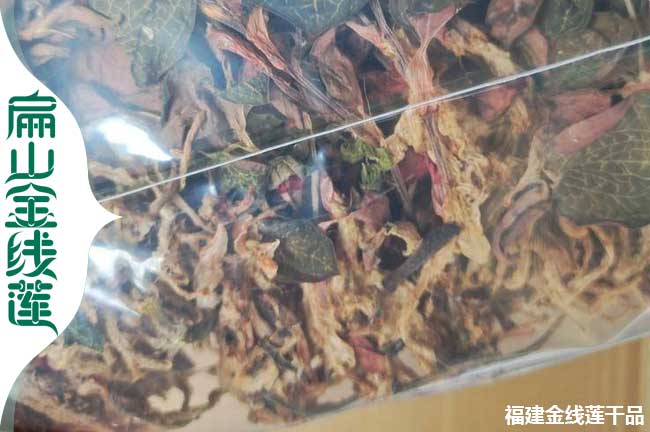 天水金線（xiàn）蓮瓶苗批發