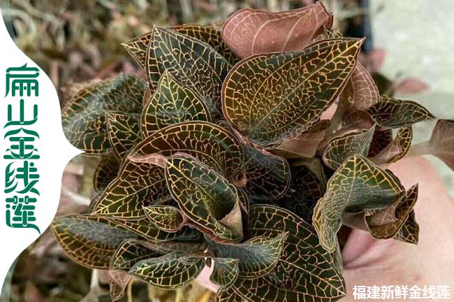 仿野生 甘孜金線蓮種植基地 甘孜紅霞（xiá）大圓葉瓶裝苗0.9元/珠