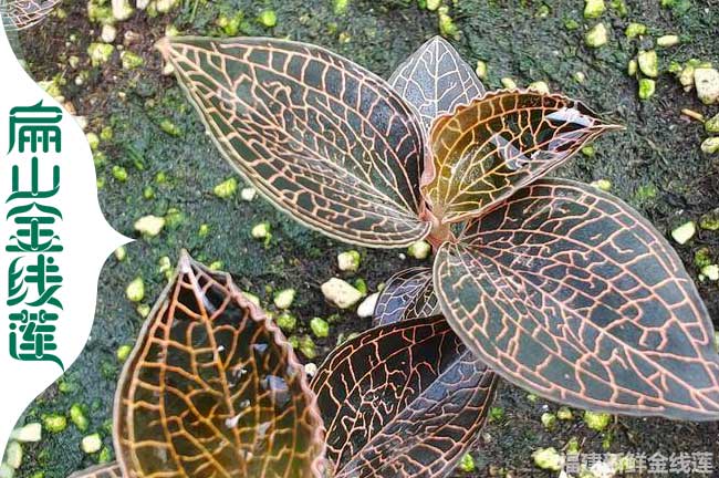 安徽成功（gōng）種植金線蓮（lián）種苗基（jī）地 安徽紅霞金線蓮幹貨批（pī）價8元（yuán）