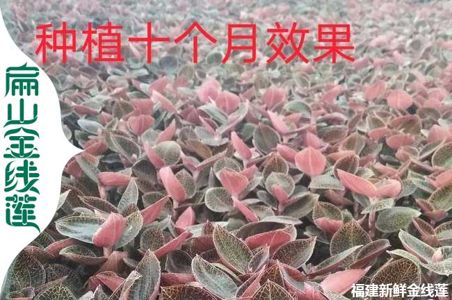 福建金線蓮種（zhǒng）植招聘工人