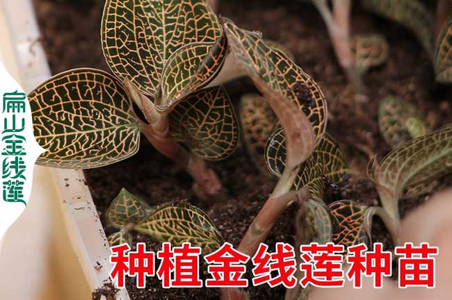 福建種植金線蓮