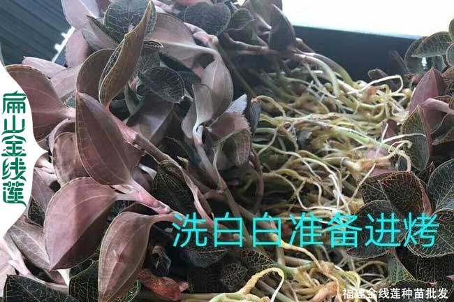 雲南新鮮金線（xiàn）蓮種苗