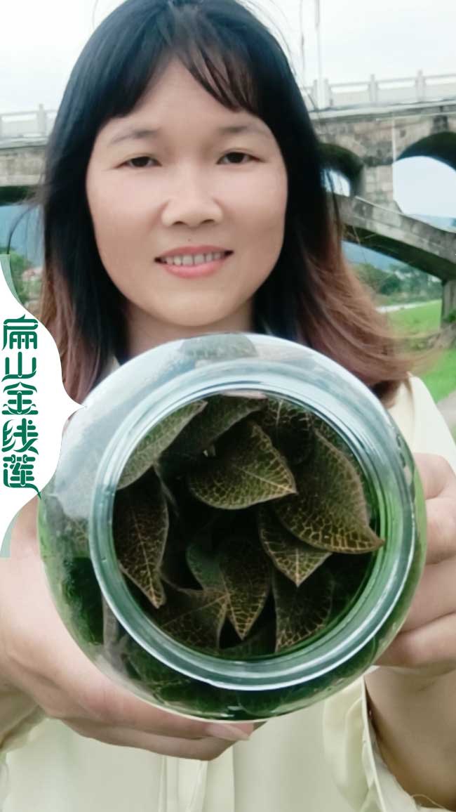 南平金線蓮種植批發