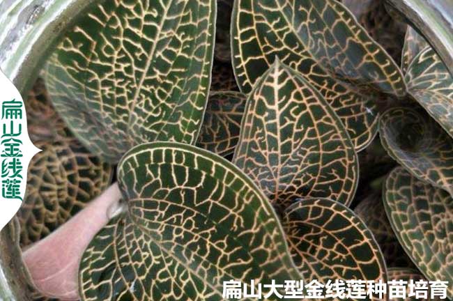 金線蓮（lián）種植溫度