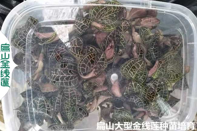 福建金線蓮鮮品