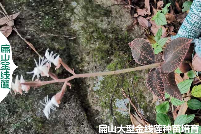 金線蓮開花周期