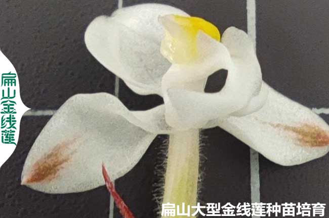 金線（xiàn）蓮開花