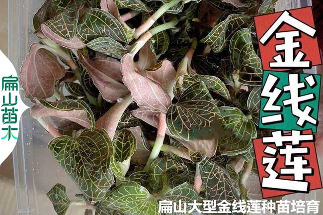 漳州新鮮金線蓮批發