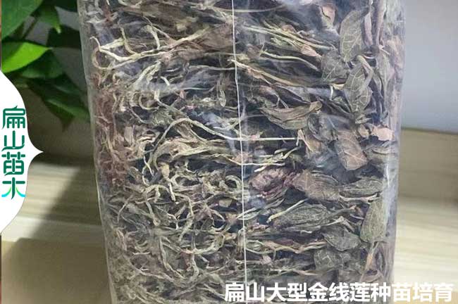 長泰金線蓮幹貨