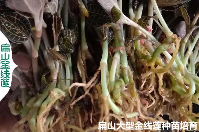 這樣算（suàn）福建金線蓮種植的成本 收（shōu）益 利潤 福建龍岩價格批發（fā）