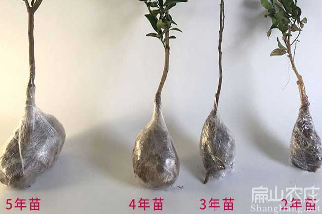 雲南橘（jú）子苗種植