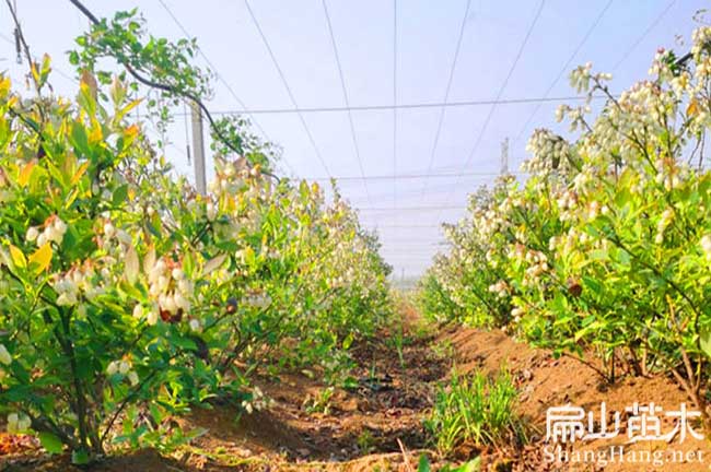 福建藍莓種植