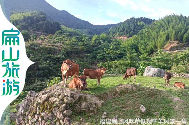 上杭散養（yǎng）黃牛養殖風景區