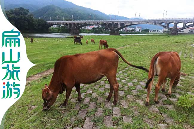 龍岩小黃牛養殖場