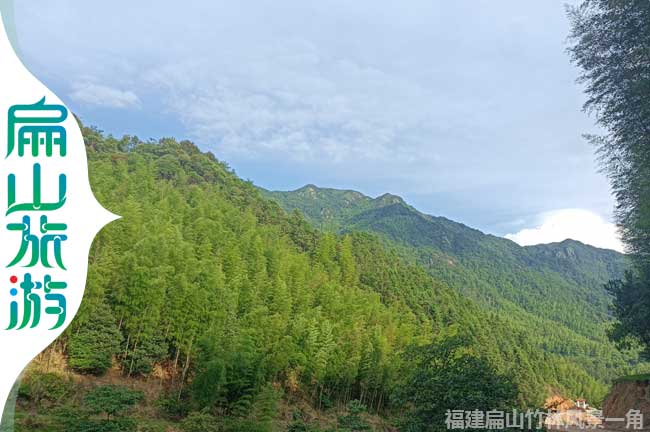 扁山竹林風景