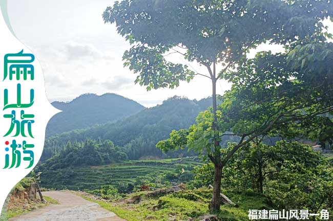 上杭扁山梧桐樹風（fēng）景一角