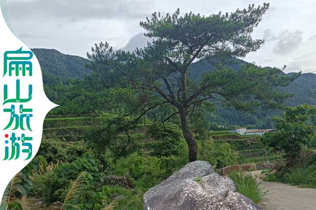 福建迎客鬆美景