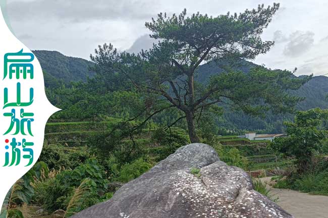 福（fú）建迎（yíng）客鬆風景