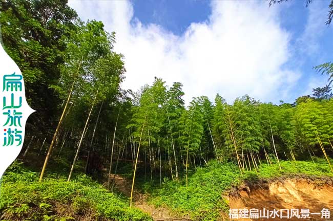 扁山竹林風景一（yī）角