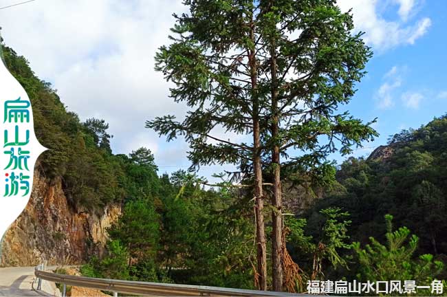 扁山水庫風景杉樹