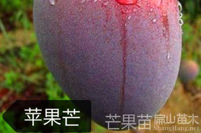 漳州芒果苗栽培