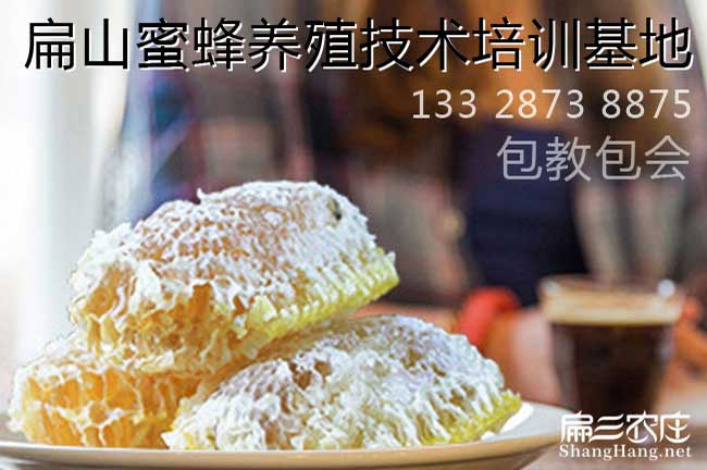 福建蜜蜂養殖技（jì）術培訓