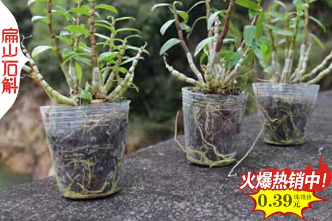 哪裏有湖南金線蓮種（zhǒng）植基（jī）地 湖南鐵（tiě）皮石斛種苗批發0.48元/珠