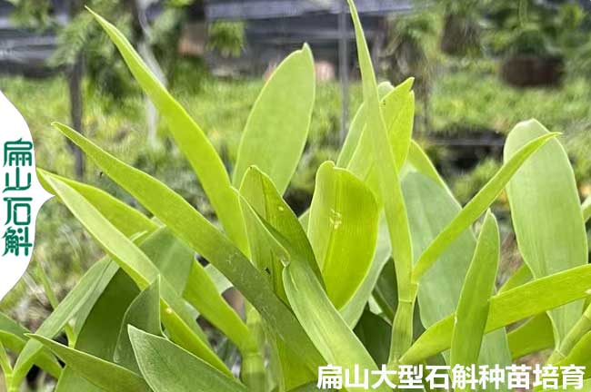 桂林麝（shè）香石斛種植