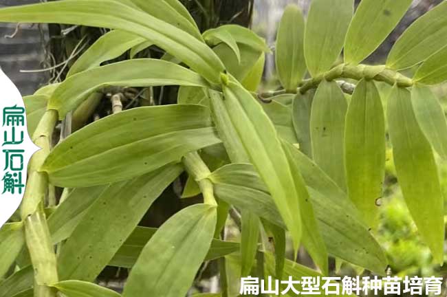 永州麝香石斛種（zhǒng）植