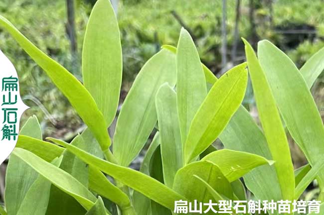 玉林麝香石（shí）斛種苗