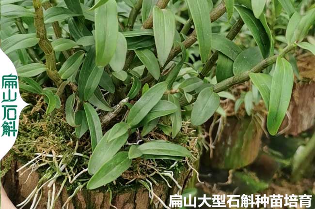 福建水草石斛（hú）種植