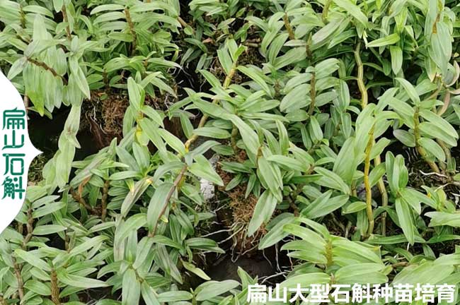 福建石斛種（zhǒng）植基地