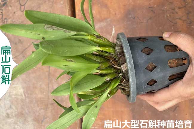 [浙江油茶苗（miáo）]規模寧波龍井茶葉苗培育 裸（luǒ）根40公分（fèn）小杯苗批（pī）發