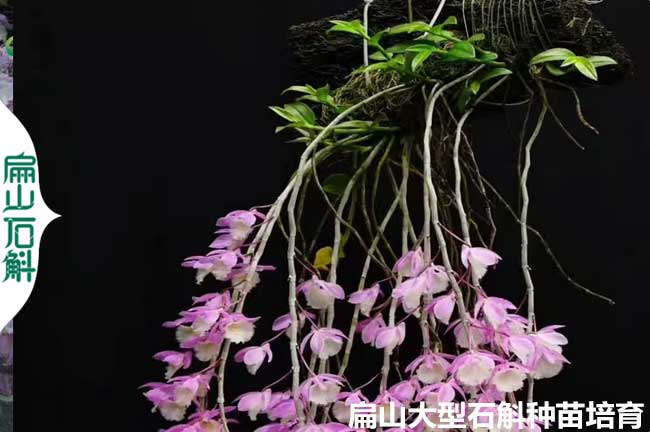 百色美花石斛（hú）種苗