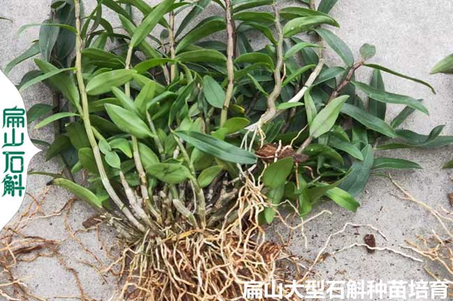 江蘇石斛種植基地（dì）