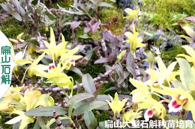 檀香 廣東紅黃杓唇石斛種苗培育（yù）基地（dì） 盆栽木樁小杯苗（miáo）5-20CM