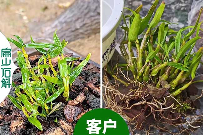 廣州金釵鼓槌米斛石斛和紅霞紅杆金線蓮批發 種苗幹貨 5元