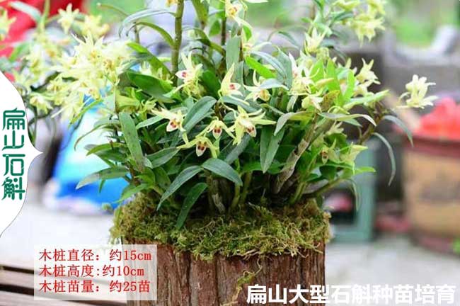 紅燈籠 崇左流蘇銅皮檀麝香石斛種苗 大規模批發價1元（yuán）/KE