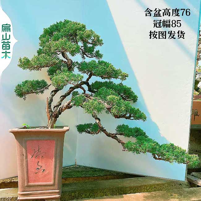 福建鬆柏側柏（bǎi）樹苗 扁柏樹庭院 冠幅珠高地（dì）徑（jìng）2-3-5-10-15公分