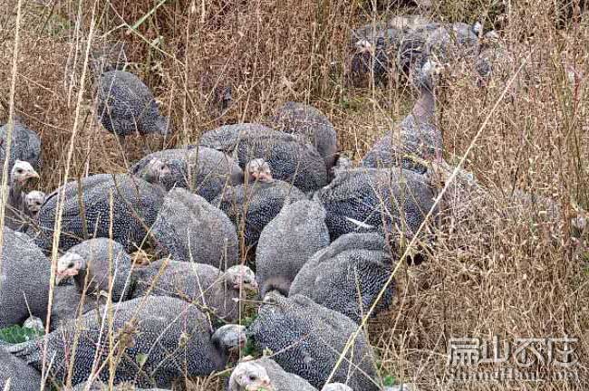 永定珍珠雞養殖