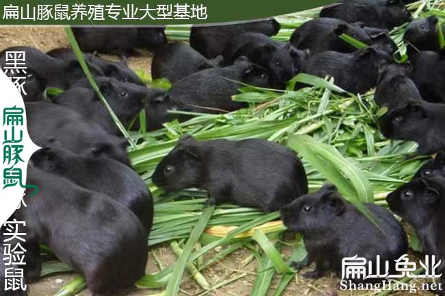 廣東黑豚養殖場