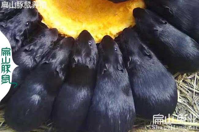 益陽黑豚（tún）養殖