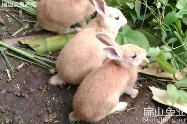 廣東黃兔養殖場