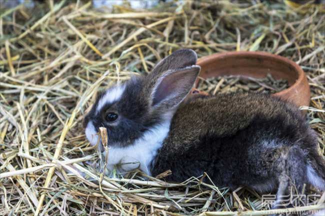 家竹鼠養殖