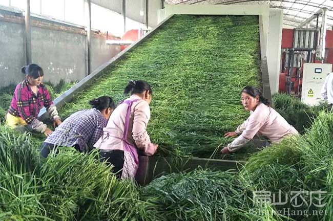 龍岩種（zhǒng）兔草