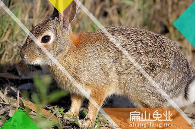 廣東銀星c紅（hóng）頰竹（zhú）鼠