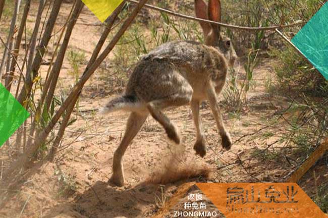 福州野兔養殖