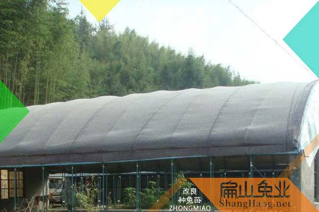 龍岩東肖曹溪18000隻竹鼠養殖基地（dì）肉兔銷售批發價格