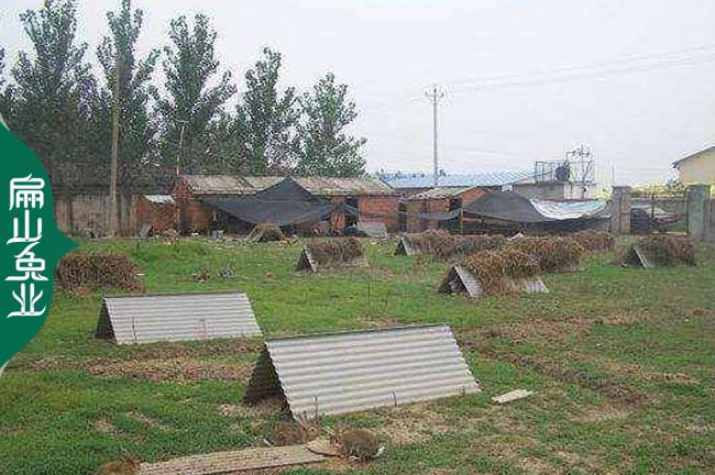 銷路江西（xī）兔子黃兔養殖基地一元種苗批發（fā） 散養野兔批發1斤/隻