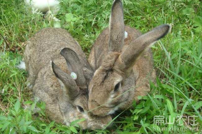 宜春散養野兔